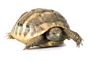 Quelle race de tortue terrestre acheter lorsqu’on vit en France ? Quelle race de tortue terrestre acheter lorsqu’on vit en France ?
