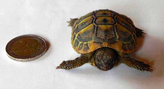 Acheter une tortue de terre