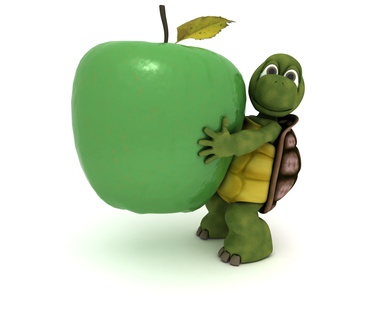 Que mange une tortue de terre ? Et quelle nourriture ne SURTOUT pas lui donner... Nourriture tortue de terre