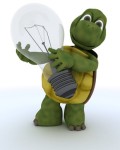 Enclos ou terrarium, que choisir pour votre tortue ?