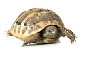 La Tortue d'Hermann